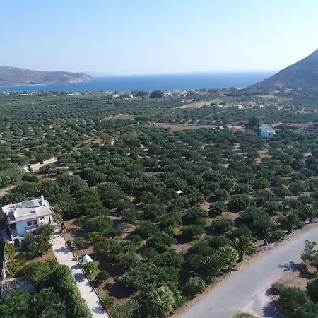 Diktynna *